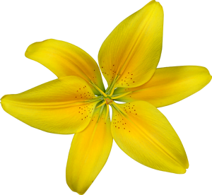 Natur'Eau Vie - Naturopathe Iridologue Réflexologie place picture